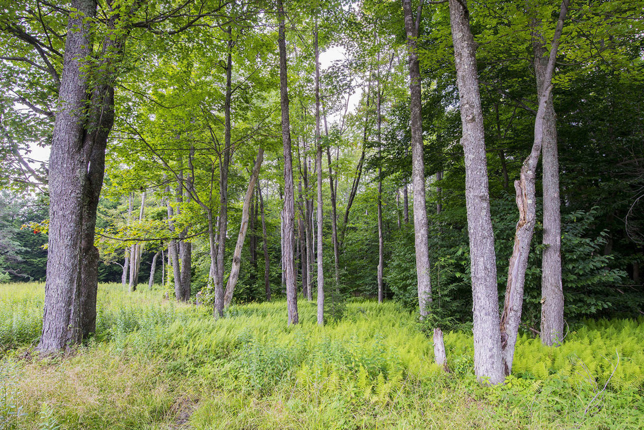 Visit Potter-TIoga Susquehannock State Forest