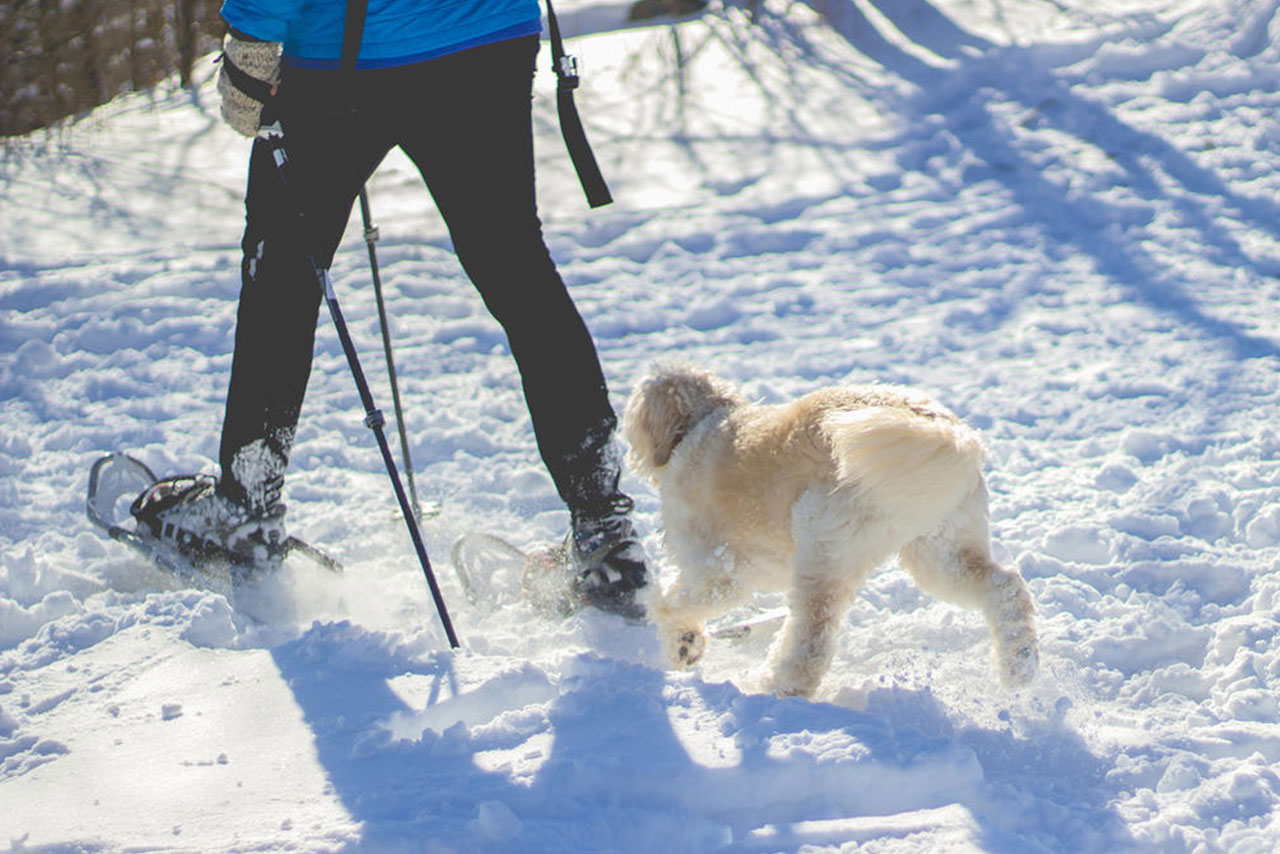 Visit Potter-Tioga Snowshoeing