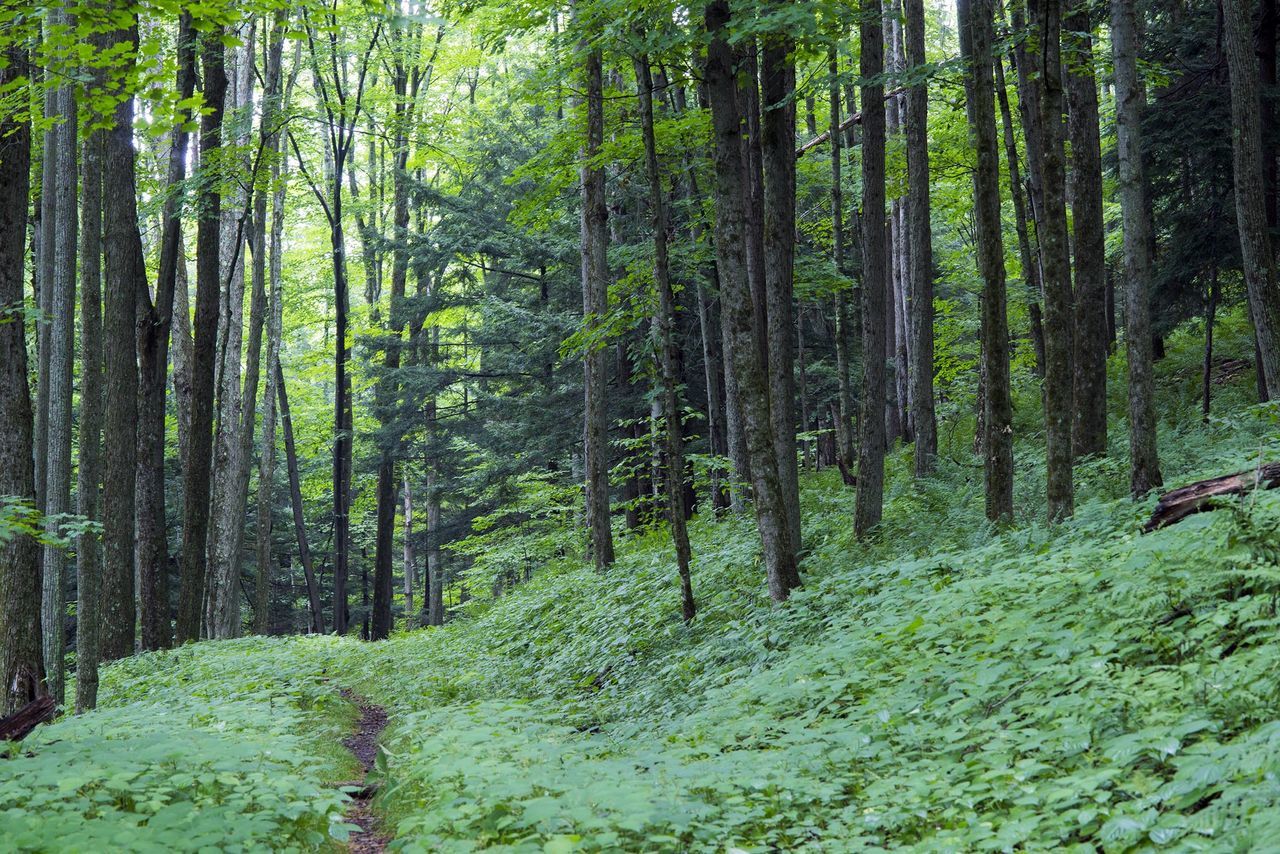 Visit Potter-Tioga Susquehannock State Forest