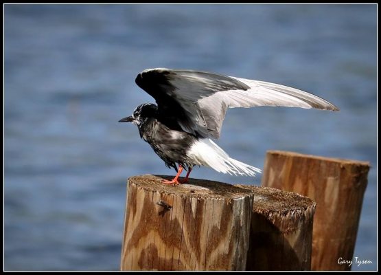 Visit Potter-Tioga PA Member Tiadaghton Audubon Society