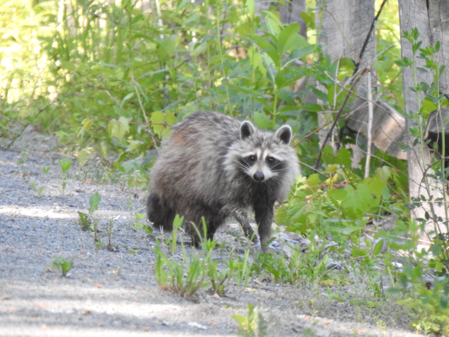 Raccoons | Visit Potter-Tioga Pennsylvania