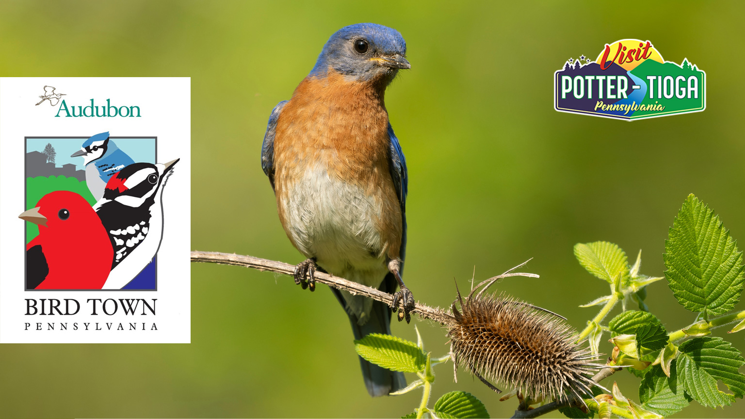 Wellsboro Earns Gold Bird Town Certification, Highlighting Conservation Leadership